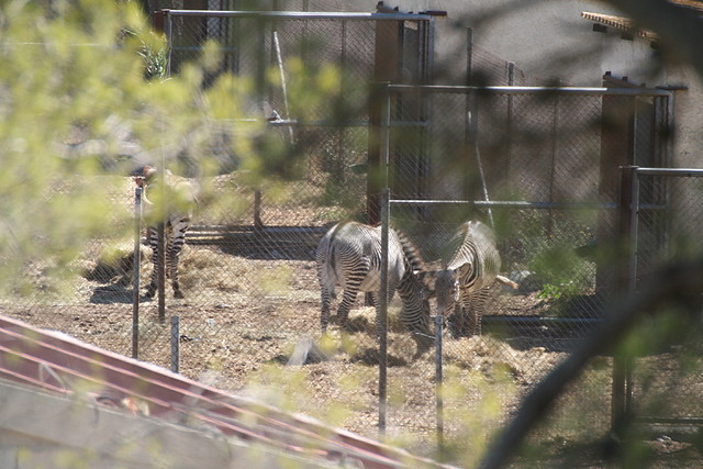 Zoo Lunaret + Sigean 18 i 19-09-10 1906 Zoo Lunaret + Sigean 18 i 19-09-10 1906