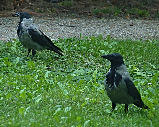 Corvus corone cornix (14-9-21 JB Universidad de Viena) Corvus corone cornix (14-9-21 JB Universidad de Viena)