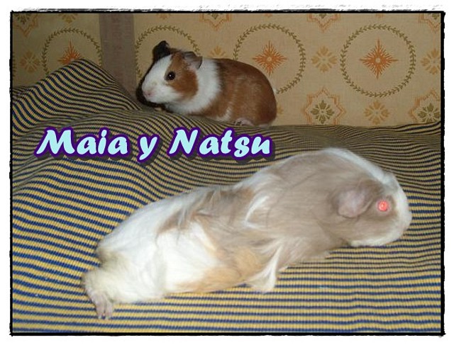 1maia nat