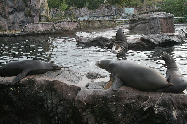 Zoos Wuppertal, Dortmund y Gelsenkirchen 01-10-09 683 Zoos Wuppertal, Dortmund y Gelsenkirchen 01-10-09 683