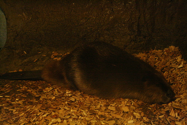 Zoos Wuppertal, Dortmund y Gelsenkirchen 01-10-09 654 Zoos Wuppertal, Dortmund y Gelsenkirchen 01-10-09 654