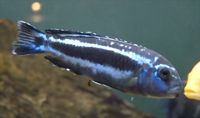 Pseudotropheus cyaneorhabdos (7-7-16 Seaworld, det yo) Pseudotropheus cyaneorhabdos (7-7-16 Seaworld, det yo)