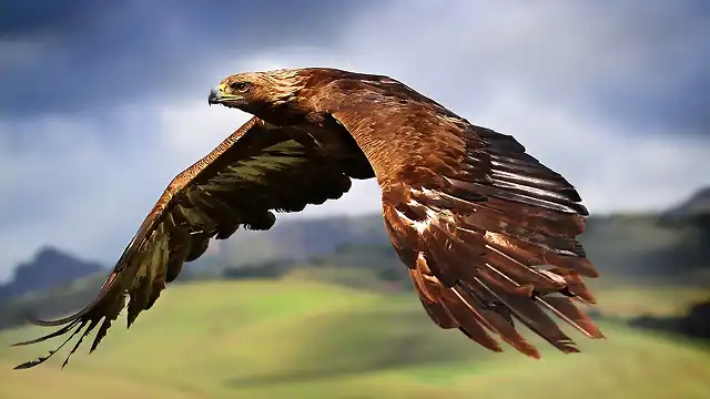 aguila DE DIOS