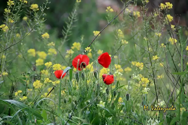 008, amapolas y jamargos, marca