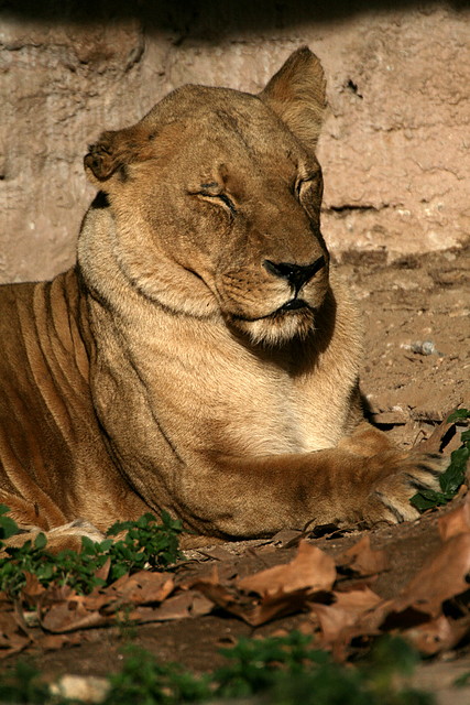 Zoo de Barcelona 12-12-2010 1271 Zoo de Barcelona 12-12-2010 1271