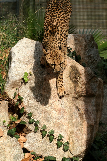 Zoo de Barcelona 12-12-2010 1162 Zoo de Barcelona 12-12-2010 1162