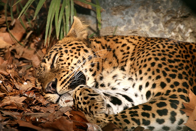 Zoo de Barcelona 12-12-2010 1174 Zoo de Barcelona 12-12-2010 1174