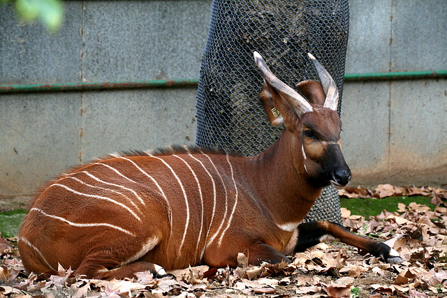 Zoo de Barcelona 12-12-2010 1121 Zoo de Barcelona 12-12-2010 1121