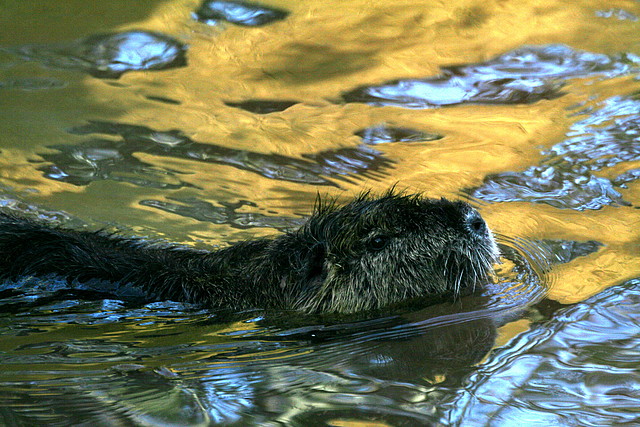 Zoo de Barcelona 12-12-2010 1317 Zoo de Barcelona 12-12-2010 1317