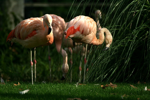 Zoo de Barcelona 12-12-2010 1139 Zoo de Barcelona 12-12-2010 1139