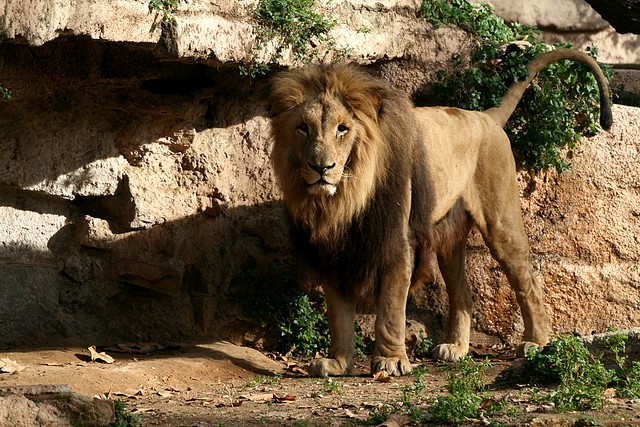 Zoo de Barcelona 12-12-2010 1264 Zoo de Barcelona 12-12-2010 1264
