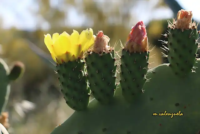 17, chumbos en flor, marca