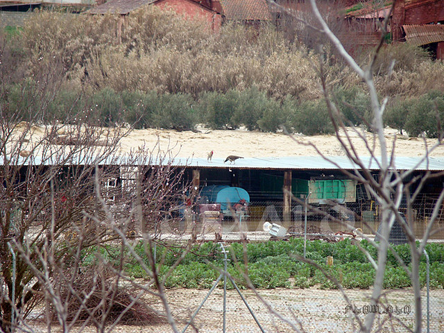 095---INUNDACIONES-EN-LAS-INFANTAS-08