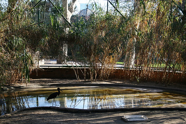 Zoo de Barcelona 02-02-11 093