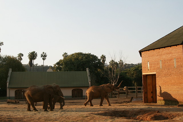 Kgaswane Mountain Reserve 19-04-09 & National Zoological Gardens 426 Kgaswane Mountain Reserve 19-04-09 & National Zoological Gardens 426
