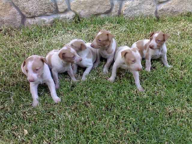 Cachorros2