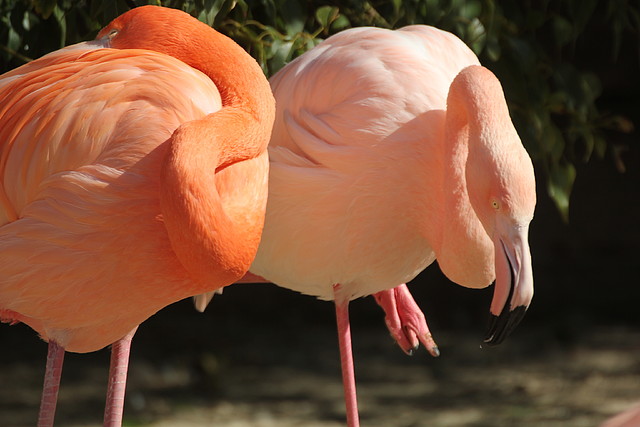 Zoo de Barcelona 26-02-12 154 Zoo de Barcelona 26-02-12 154