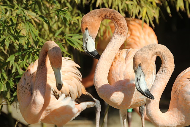 Zoo de Barcelona 26-02-12 160 Zoo de Barcelona 26-02-12 160