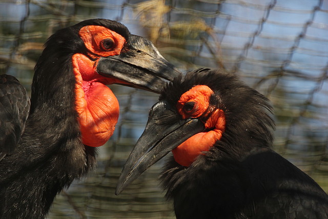 Zoo de Barcelona 26-02-12 215 Zoo de Barcelona 26-02-12 215