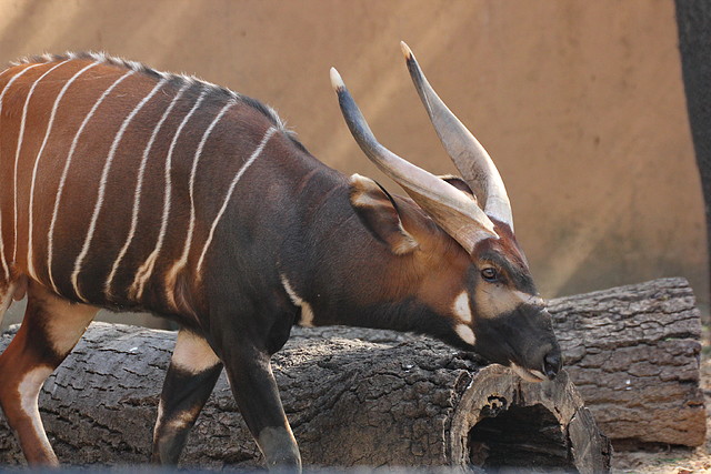 Zoo de Barcelona 26-02-12 486 Zoo de Barcelona 26-02-12 486