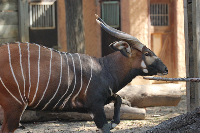 Zoo de Barcelona 26-02-12 502 Zoo de Barcelona 26-02-12 502