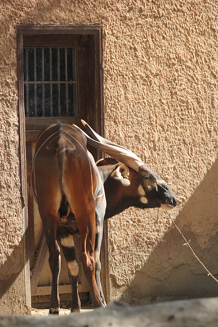 Zoo de Barcelona 26-02-12 410 Zoo de Barcelona 26-02-12 410