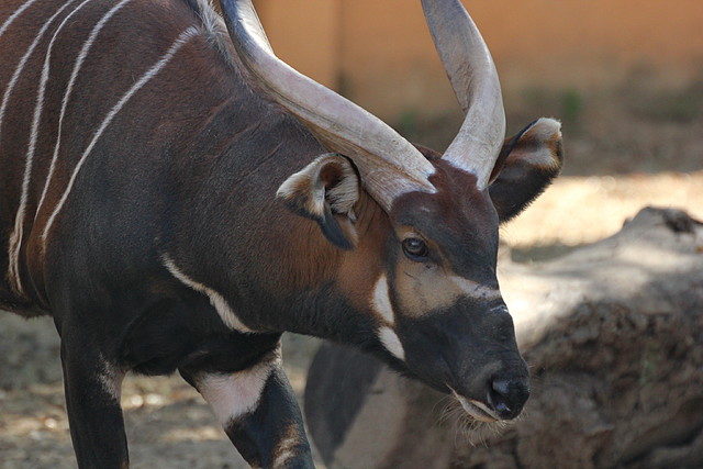 Zoo de Barcelona 26-02-12 491 Zoo de Barcelona 26-02-12 491