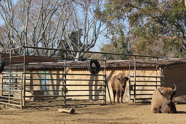 Zoo de Barcelona 26-02-12 007 Zoo de Barcelona 26-02-12 007