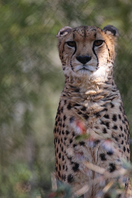 Zoo de Barcelona 26-02-12 035 Zoo de Barcelona 26-02-12 035