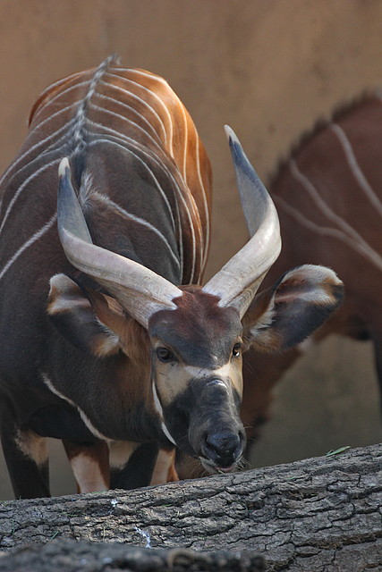Zoo de Barcelona 26-02-12 455 Zoo de Barcelona 26-02-12 455