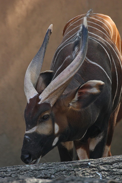 Zoo de Barcelona 26-02-12 458 Zoo de Barcelona 26-02-12 458