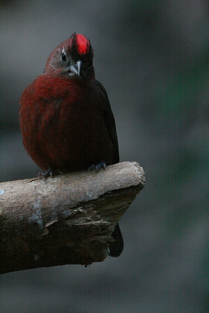 Zoo de Barcelona 09-07-2010 155 Zoo de Barcelona 09-07-2010 155