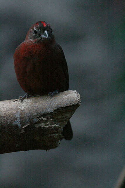 Zoo de Barcelona 09-07-2010 143 Zoo de Barcelona 09-07-2010 143