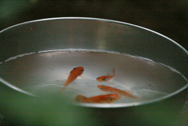 Zoo de Barcelona 09-07-2010 109 Zoo de Barcelona 09-07-2010 109