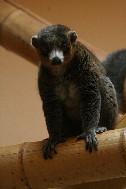 Zoo Lunaret + Sigean 18 i 19-09-10 1068 Zoo Lunaret + Sigean 18 i 19-09-10 1068