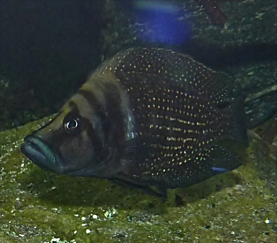 Altolamprologus calvus 2