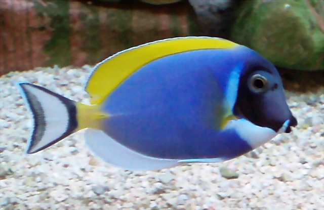 Acanthurus leucosternon Acanthurus leucosternon