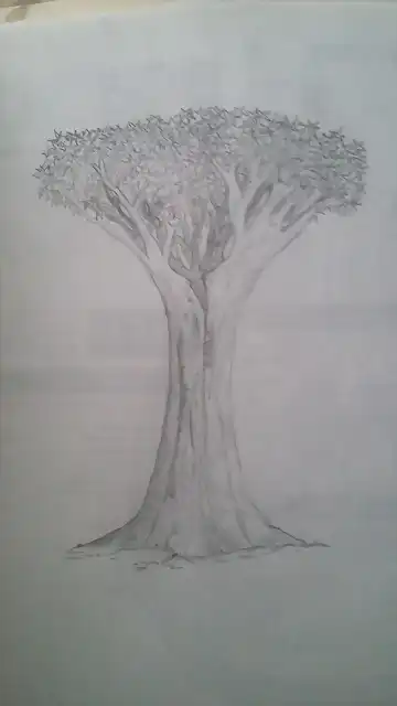 Arbol de drago