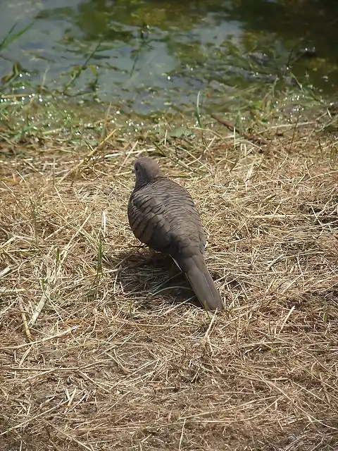 CANTABRIA (cabarceno y zoo de santillana) 587