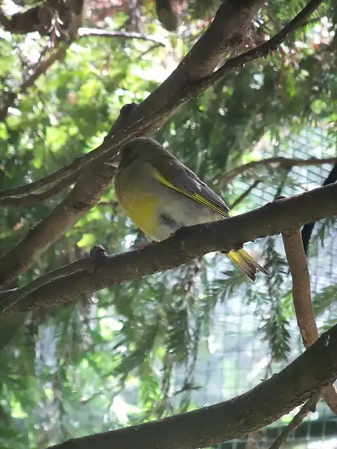 CANTABRIA (cabarceno y zoo de santillana) 631