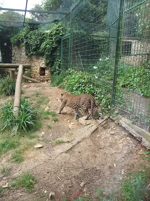 CANTABRIA (cabarceno y zoo de santillana) 675