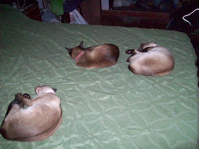 Tres princesas durmiendo