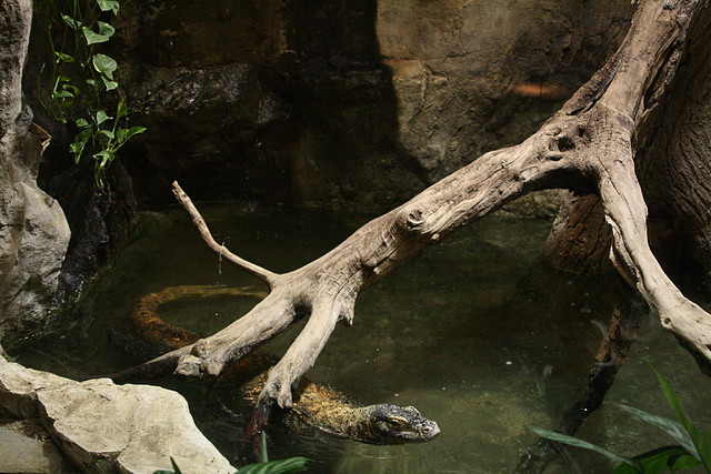 Zoo de Barcelona 26-09-2010 207 Zoo de Barcelona 26-09-2010 207
