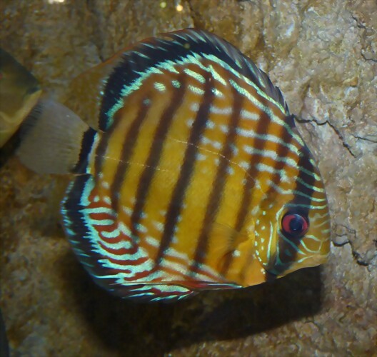 Symphysodon discus 2 (12-10-16 Acuario Fluvial de Zaragoza)