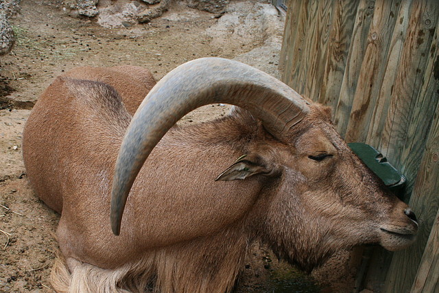 Zoo de Barcelona 01-11-10 271 Zoo de Barcelona 01-11-10 271