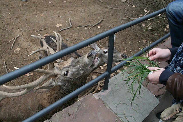 Zoo de Barcelona 01-11-10 413 Zoo de Barcelona 01-11-10 413