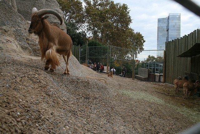 Zoo de Barcelona 01-11-10 345 Zoo de Barcelona 01-11-10 345