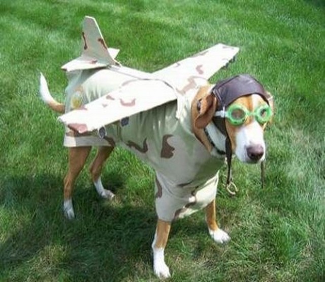 Airplane%20Dog