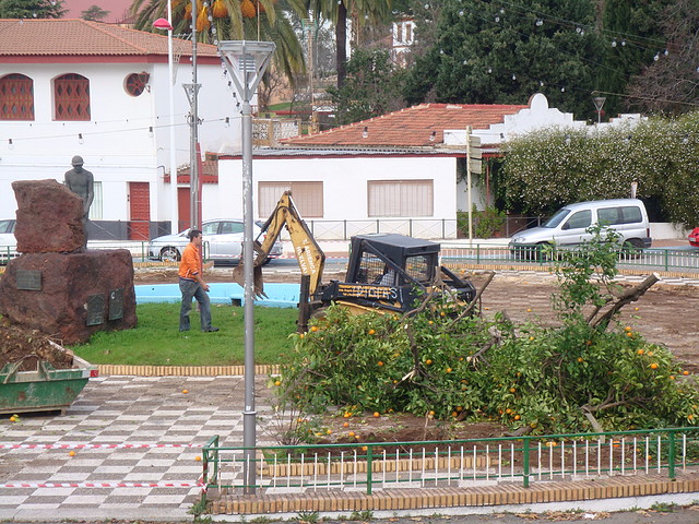 Corte de naranjos Plaz. El Minero-Riotint-Fot.J.Ch.Q.-13.12.10.jpg (2)