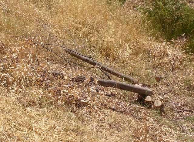 HIa-Tala de arboles y pastos para incendios-Riotinto-Fot.J.Ch.Q.-27.07.09